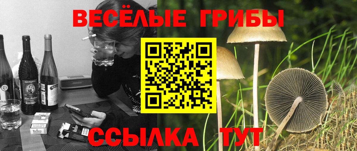 Галлюциногенные грибы Psilocybine cubensis Бутурлиновка